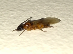 Camponotus atriceps