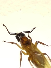 Camponotus atriceps