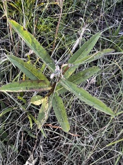 Asclepias viridis