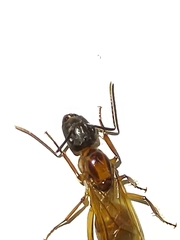 Camponotus atriceps