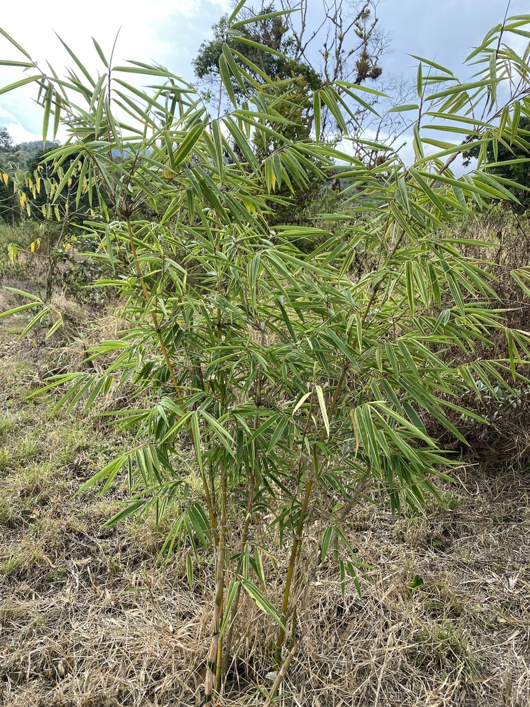 Gigantochloa luteostriata