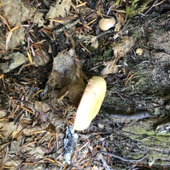 Chroogomphus tomentosus