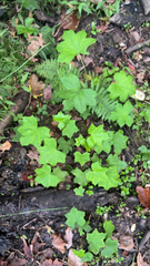 Hydrophyllum canadense