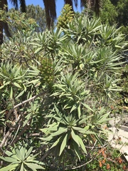 Echium candicans