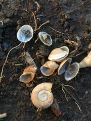Ampullaceana balthica