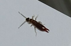 Euborellia annulipes