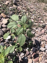 Amaranthus