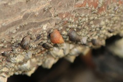 Littorininae