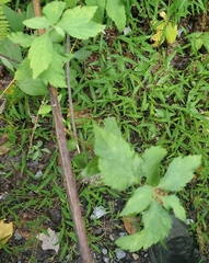 Rubus occidentalis