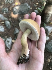 Leccinum holopus