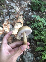 Leccinum holopus