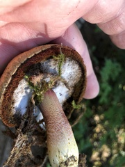 Boletus smithii