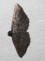 Rhoptria asperaria