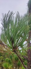 Pinus montezumae