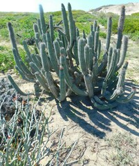 Lophocereus gatesii