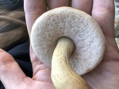 Leccinum holopus