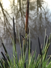 Carex elata
