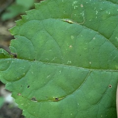 Lasioptera collinsonifolia