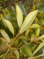 Sideroxylon salicifolium