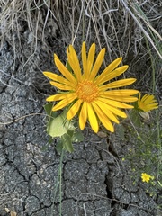 Grindelia ciliata
