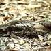 White-throated Nightjar - Photo (c) Tom Tarrant, some rights reserved (CC BY-NC-SA)