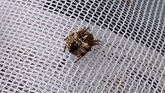 Acanthepeira