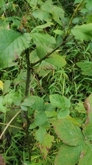 Rubus pensilvanicus