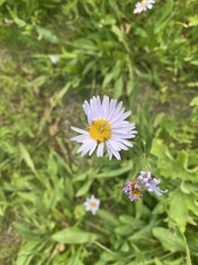 Erigeron glacialis