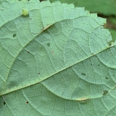Lasioptera collinsonifolia