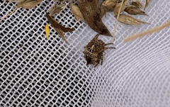Acanthepeira