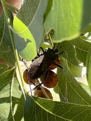 Acanthocephala terminalis