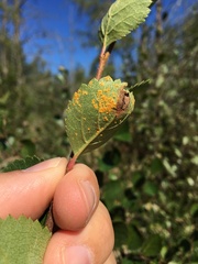 Melampsoridium betulinum