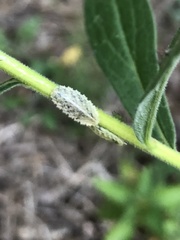 Epistrophella emarginata