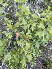 Quercus georgiana