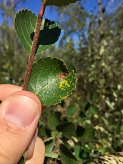 Melampsoridium betulinum