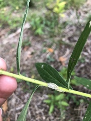 Epistrophella emarginata