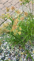 Cyperus esculentus