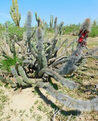 Lophocereus gatesii