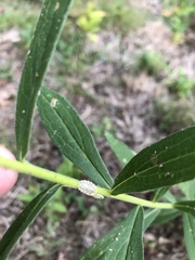 Epistrophella emarginata