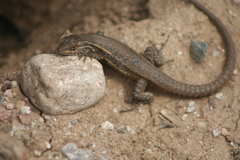 Liolaemus fuscus
