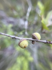 Quercus georgiana