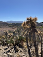 Cylindropuntia prolifera