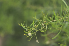 Acacia victoriae