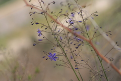 Pasithea caerulea