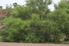 Acacia victoriae