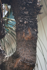 Dasylirion longissimum