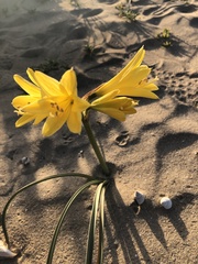 Zephyranthes bagnoldii