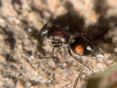 Vianatilla nummularis