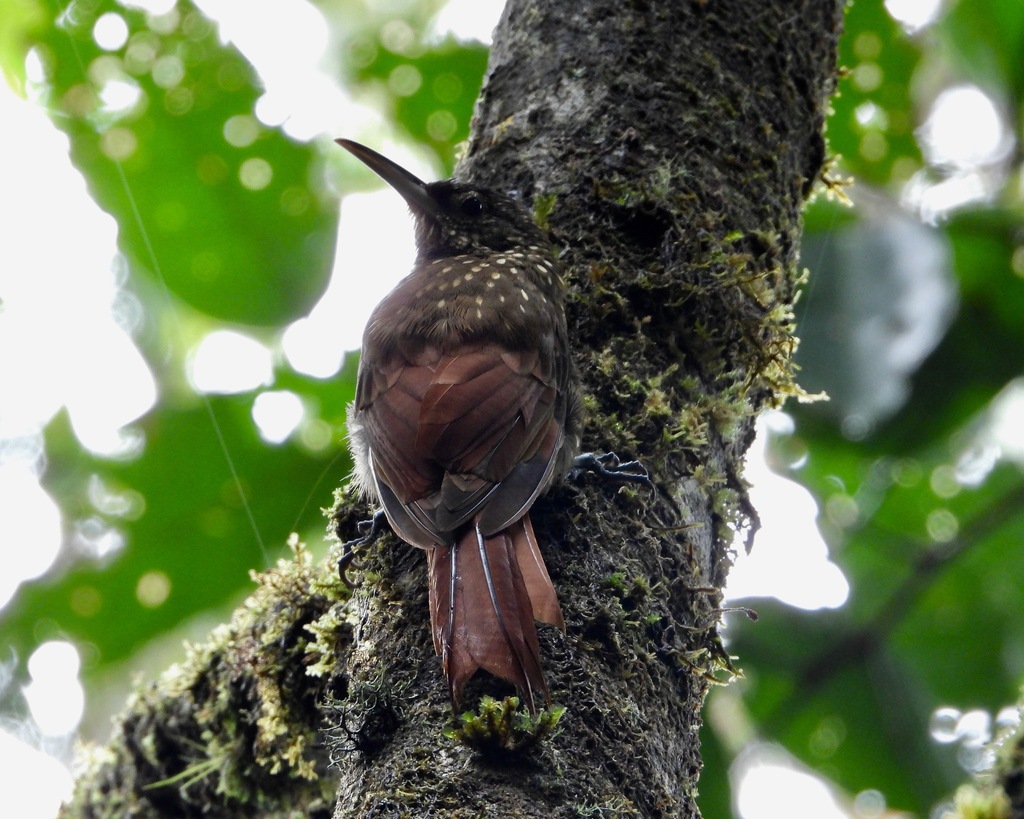 Northern Spotted Woodcreeper