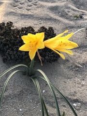 Zephyranthes bagnoldii